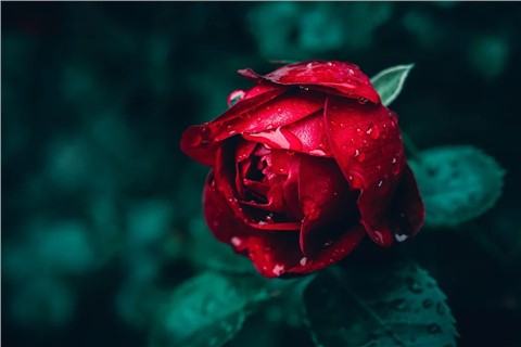 ����ƿƬ��������»��������λ��δ���г�������Σ�