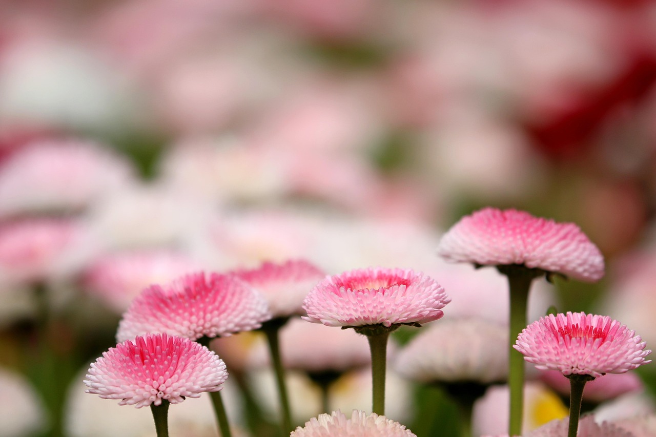 �´󻯵��ĸ���������